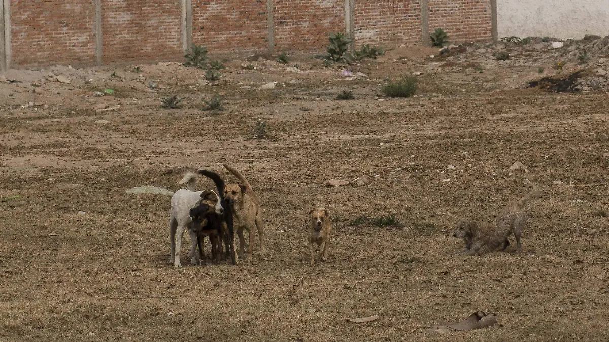 Es necesario censar a los perros que son mascotas comunitarias,